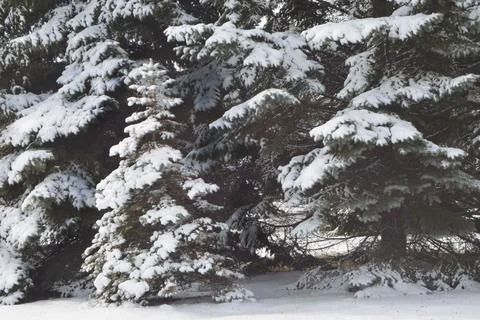 Small tree, blue spruce, grown in a dark forest Stock Photos