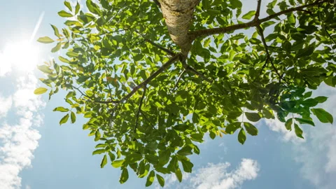 Small tree from bottom. Young walnut tree on white clouds background. Stock Footage 313489169