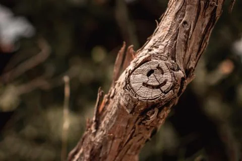 Small tree branch with a cut off twig, symbol of a smiley face formed natural Stock Photos