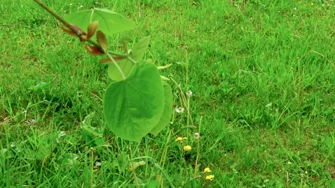 A small tree branch with several green leaves Видео 140427640
