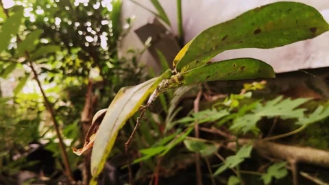 Small tree branches blowing softly. Stock Footage 273992373