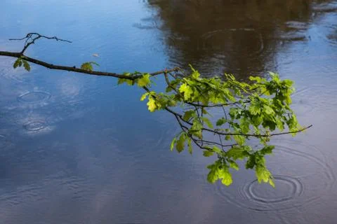 Small tree branches with bright green leaves reflecting on calm lake surface. Stock Photos