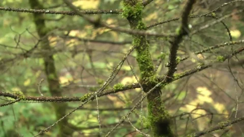 Small tree branches covered with moss Stock Footage 115324355