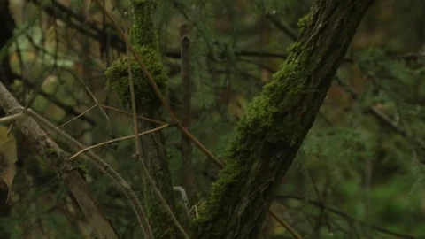 Small tree branches covered with moss Stock Footage 115324377