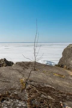 A small tree breaks through the concrete, destroyed fortifications. Stock Photos
