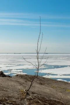 A small tree breaks through the concrete, destroyed fortifications. Stock Photos