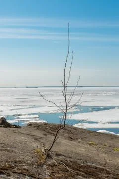 A small tree breaks through the concrete, destroyed fortifications. Stock Photos