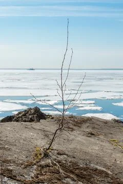 A small tree breaks through the concrete, destroyed fortifications. Stock Photos