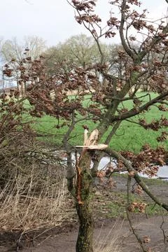 Small tree with a broken branch after storm Stock Photos