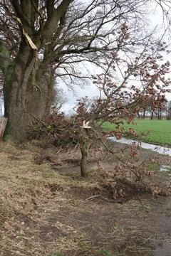 Small tree with a broken branch after storm Stock Photos