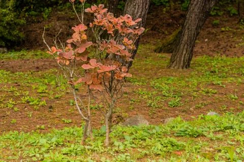 Small tree with brown leaves Stock Photos