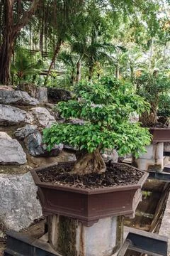 Small tree is in a brown pot Stock Photos