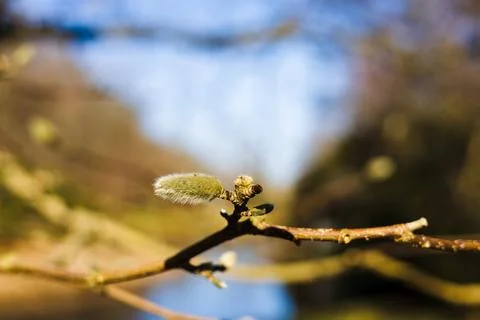 Small Tree Bud Starting to Bloom in Early Spring Stock-Fotos