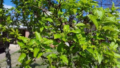 Small Tree Bush Landscaping on a windy day 스톡 동영상 73347287