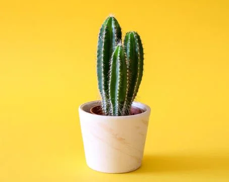 Small tree cactus isolated on yellow background Stock Photos