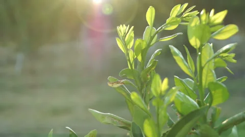 Small Tree - Close Up 2 Stockbeeldmateriaal 27818570