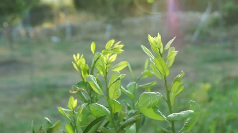 Small Tree - Close Up Vidéo 27692393