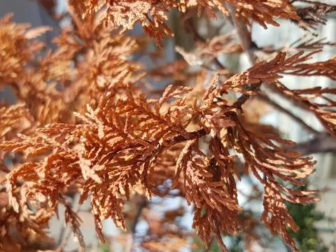 Small tree closeup Stock Photos