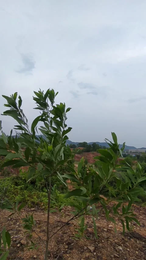 Small tree cloudy sky Stock Footage 336045485