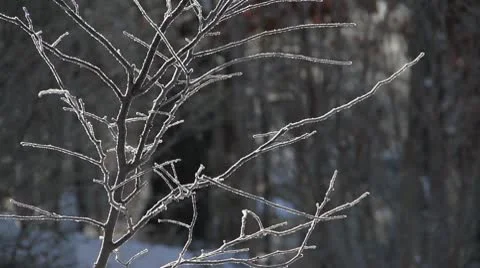 Small Tree Coated in Ice Stock Footage 10562630