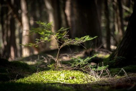 Small tree in Cole Park reaching towards the sun in Cole Park in Upstate NY Stock Photos