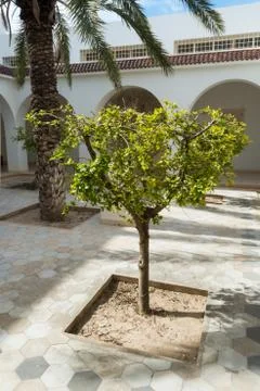 Small tree in courtyard Stock Photos