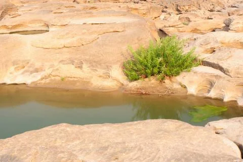 Small tree in the courtyard of sandstone. Stock Photos