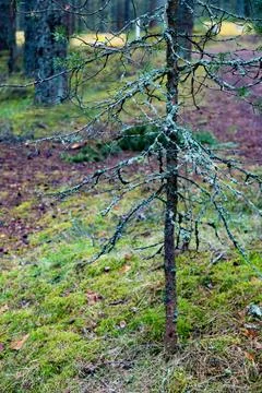 Small Tree Covered in Lichen on Mossy Forest Floor Stock Photos