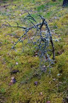 Small Tree Covered in Lichen on Mossy Forest Floor Stock Photos