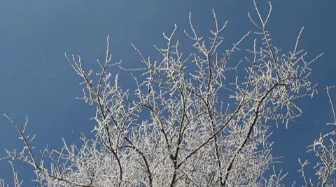 Small Tree Covered with Snow Stock Footage 10562646