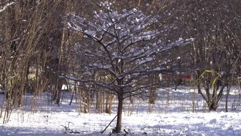 Small tree covered in snow Stock Footage 265527259