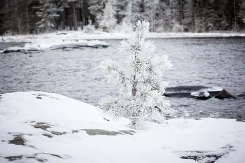 Small tree covered in snow Stock Photos
