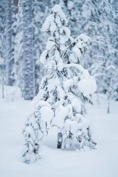 Small Tree Covered with a Thick Layer of Snow Standing in the Forest Stock Photos