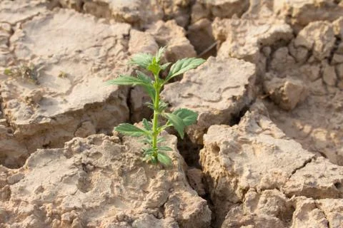 Small tree in crack soil Stock Photos