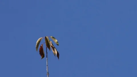 Small tree crown with color changing leaves in autumn, clear blue sky 库存影片 96006524