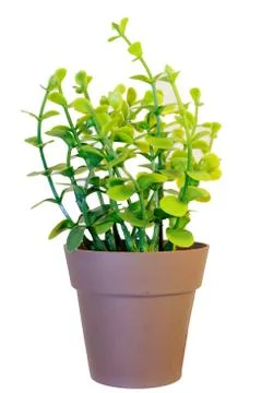 The small tree for decorate inside brown plastic pot. Foto stock
