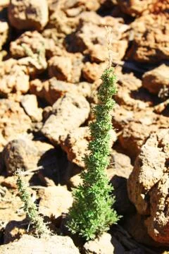 Small tree in the desert Stock Photos