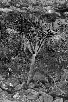 Small tree in the desert Stock Photos