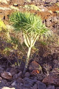 Small tree in the desert Stock Photos