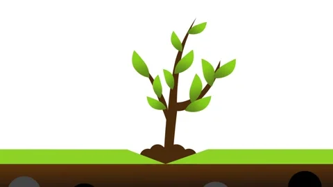 Small Tree Development Stock Footage 335624384