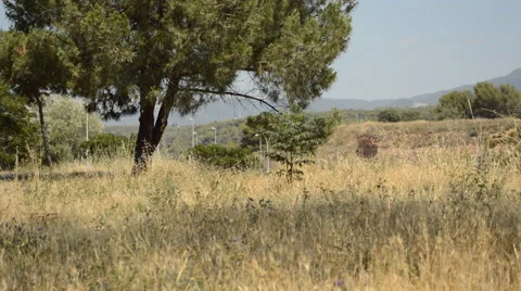 Small Tree in a Dry Field 库存影片 40758743