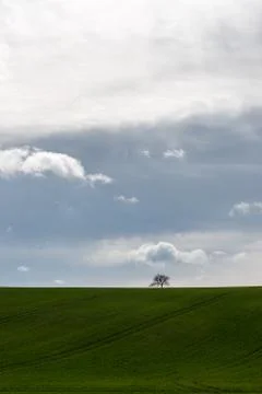 The small tree at the edge of the field Stock Photos
