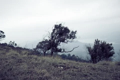 Small Tree at the edge of the mountain Stock Photos