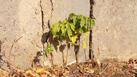 Small tree emerges from a fissure between the stones. flexibility of plants Stock Footage 219410141
