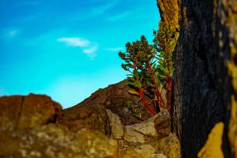 Small tree in the evening click by me Stock Photos