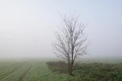 Small tree in the field morning in fall in fog Stock Photos