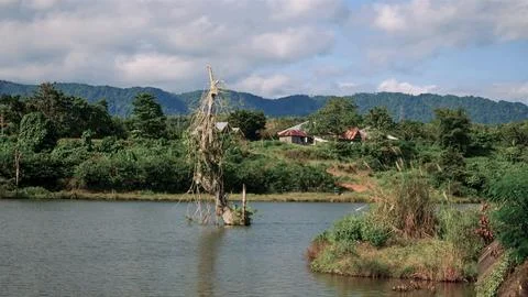 A small tree is floating in a lake Stock Photos