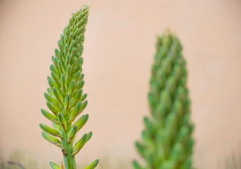 A small tree in focused Stock Photos
