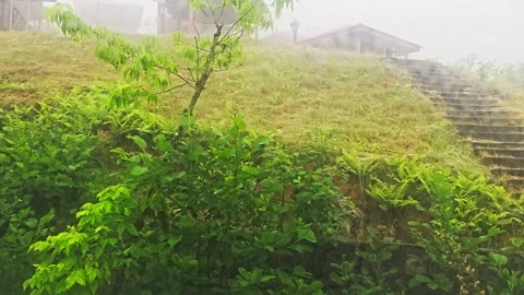 A small tree on the. Stock Footage 282841295