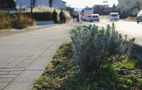 Small tree on footpath in small city in Japan Photos